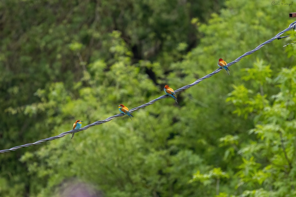 European Bee-eater - ML618781077