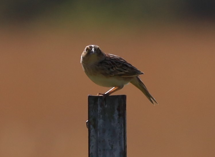 Grasshopper Sparrow - Randal Newton