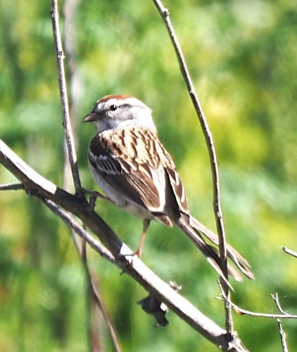 Chipping Sparrow - ML618781115