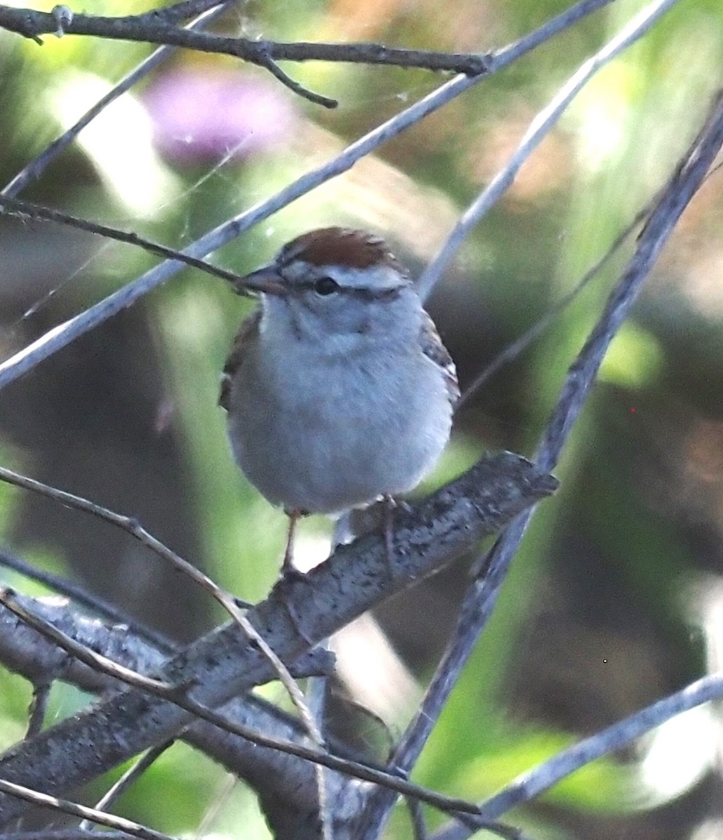 Chipping Sparrow - ML618781116