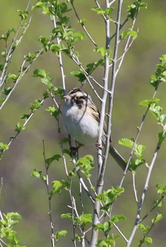 Clay-colored Sparrow - Randal Newton