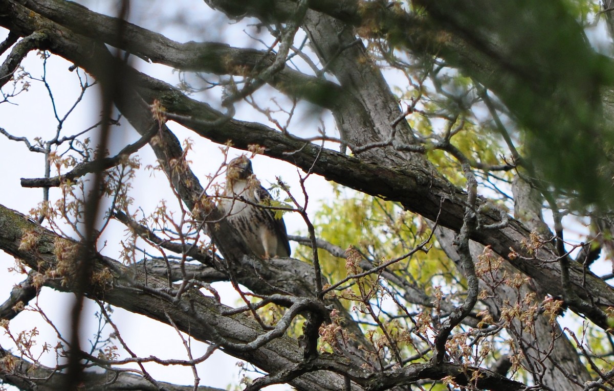 Red-tailed Hawk - ML618781128