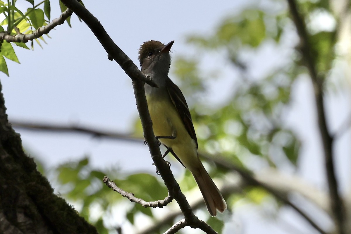 Great Crested Flycatcher - ML618781138