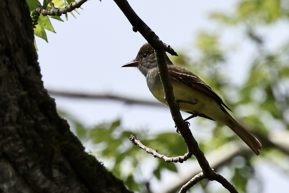 Great Crested Flycatcher - ML618781139