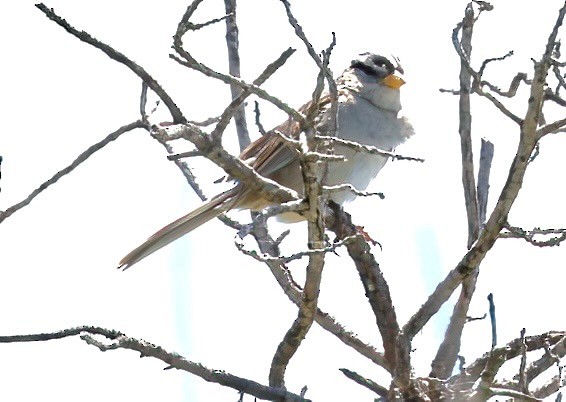 White-crowned Sparrow - ML618781171