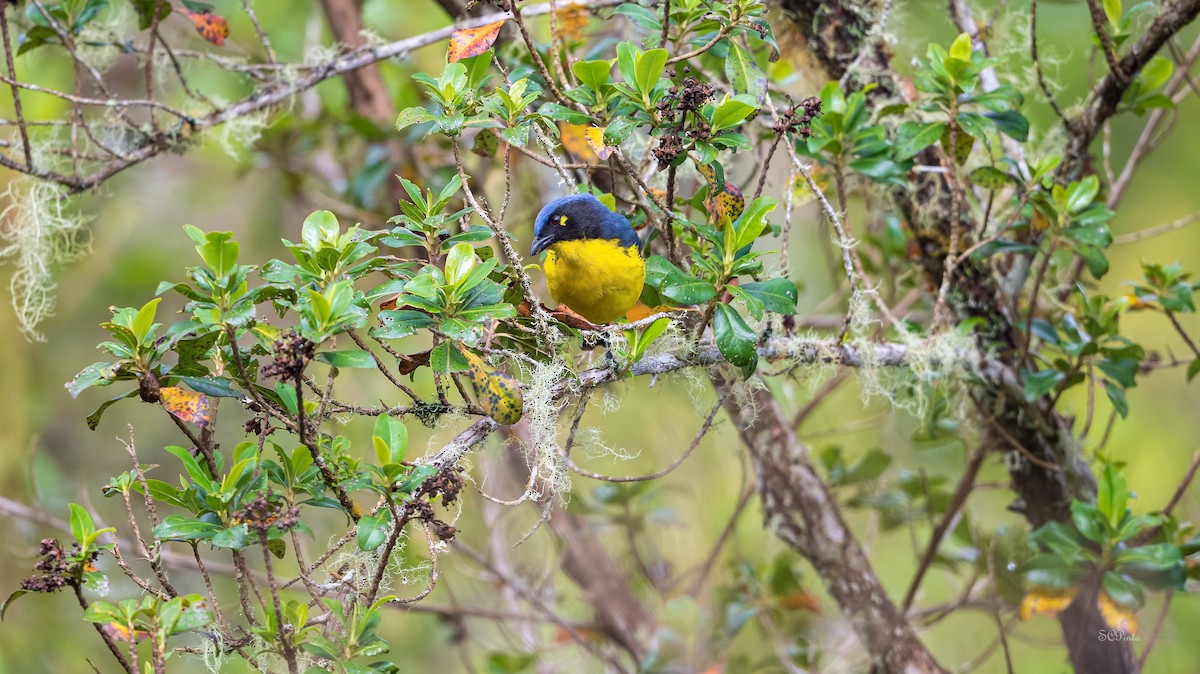 Black-cheeked Mountain Tanager - ML618781180