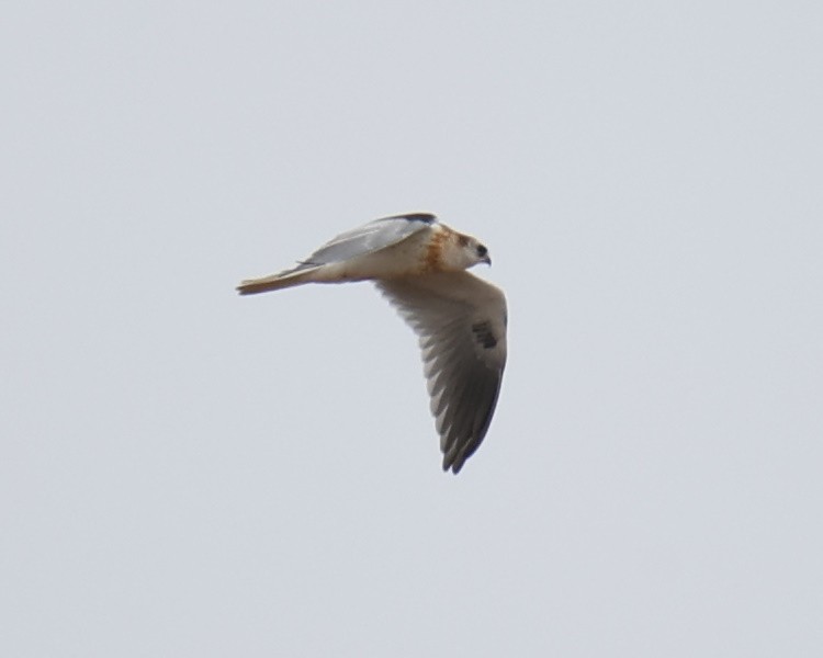 White-tailed Kite - ML618781196