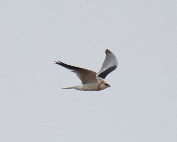 White-tailed Kite - ML618781197