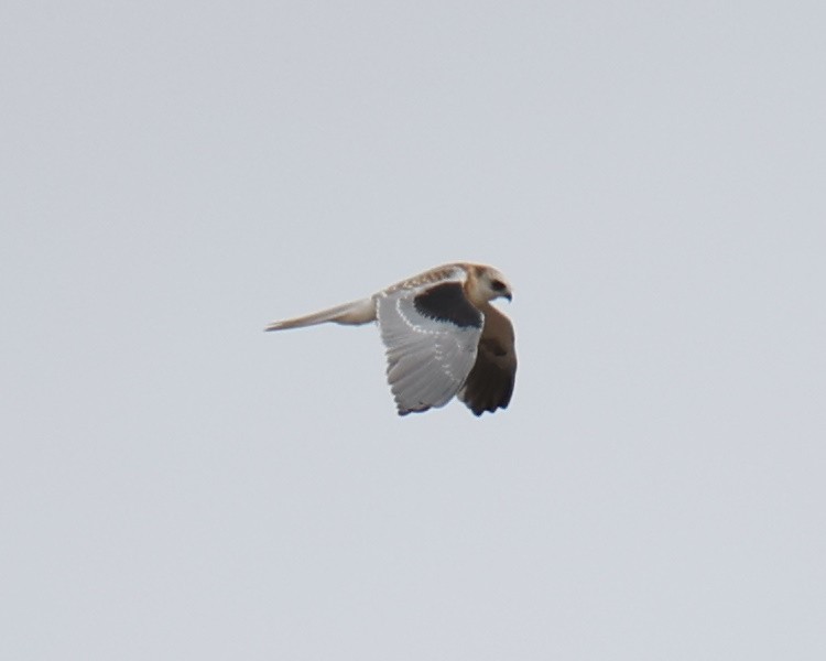 White-tailed Kite - ML618781198