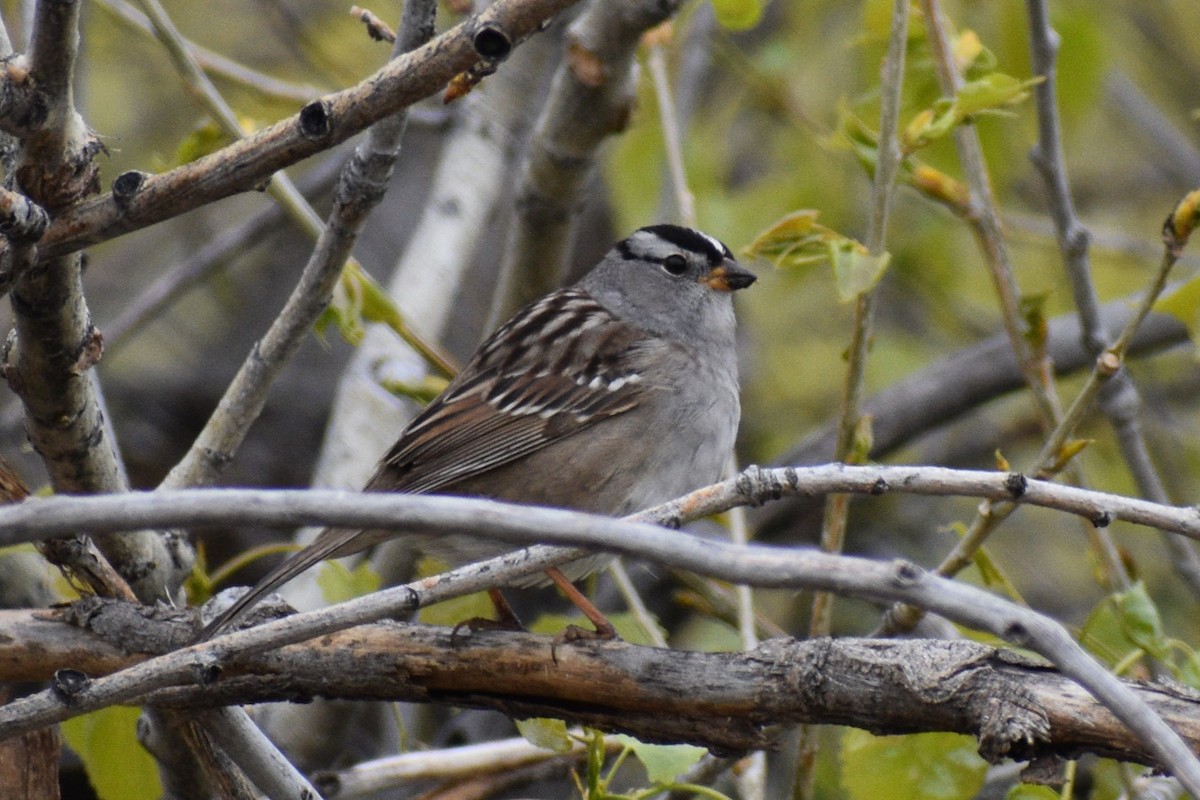 White-crowned Sparrow - ML618781199