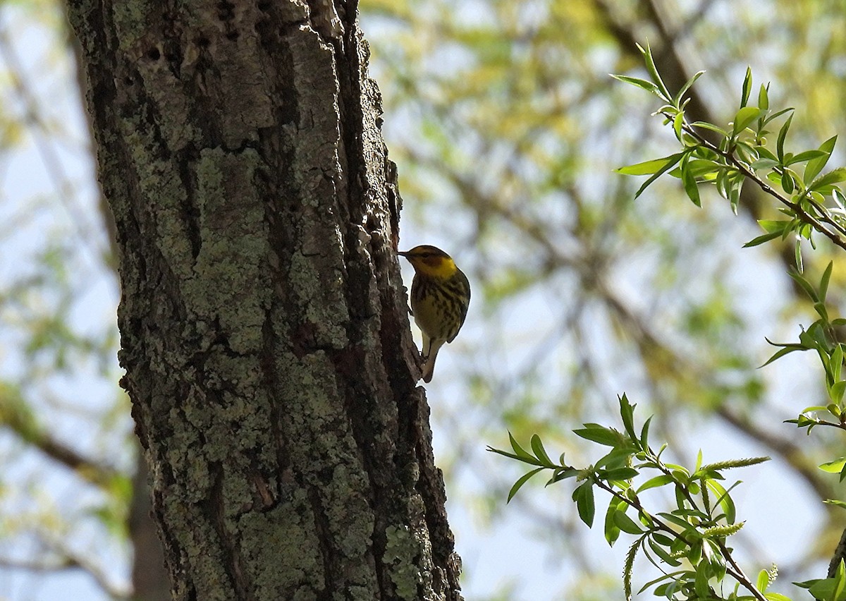 Cape May Warbler - ML618781205