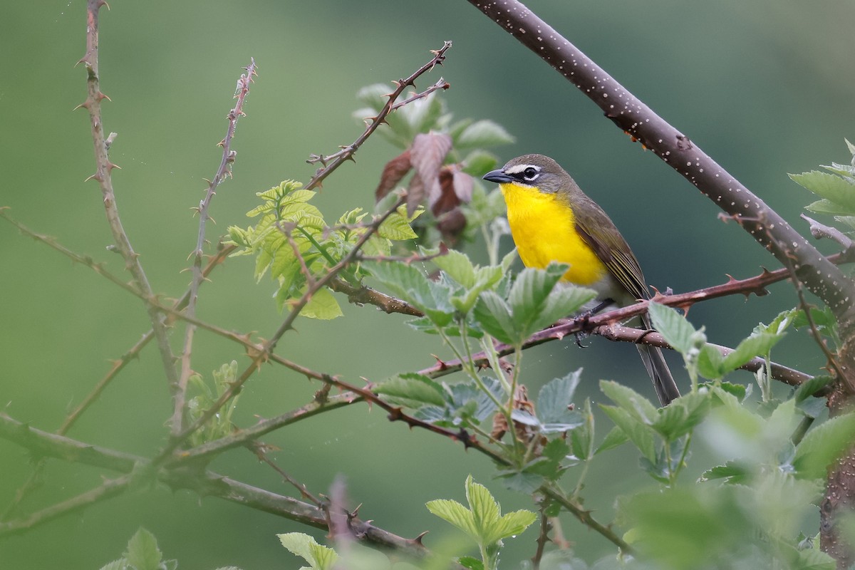 Yellow-breasted Chat - Baxter Beamer