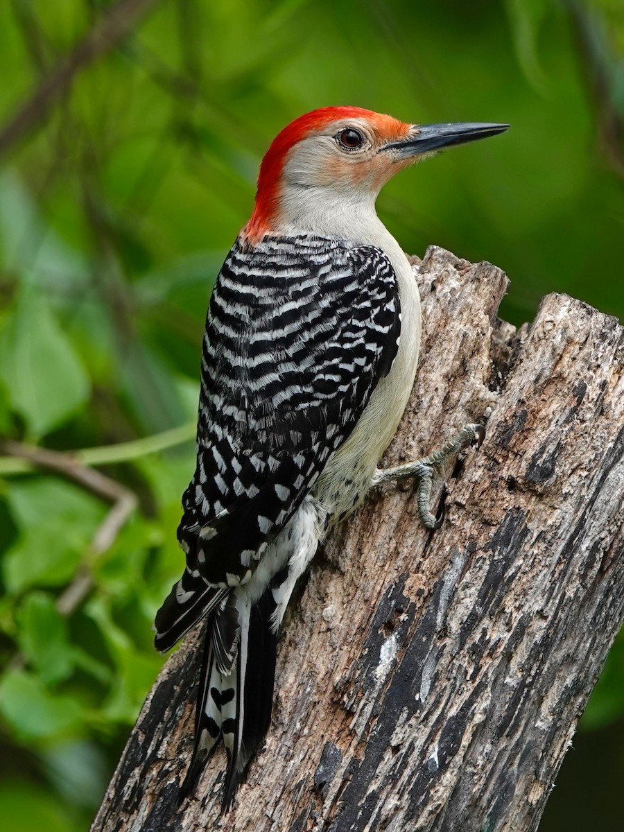 Red-bellied Woodpecker - ML618781270