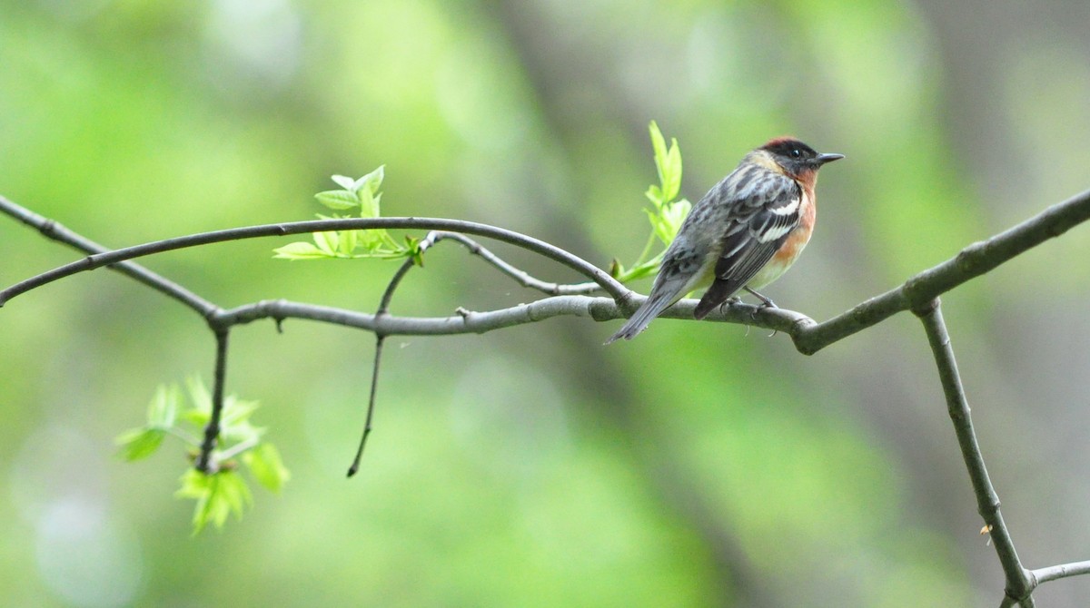 Bay-breasted Warbler - ML618781271