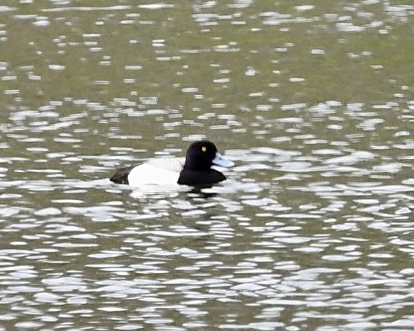 Greater Scaup - ML618781276