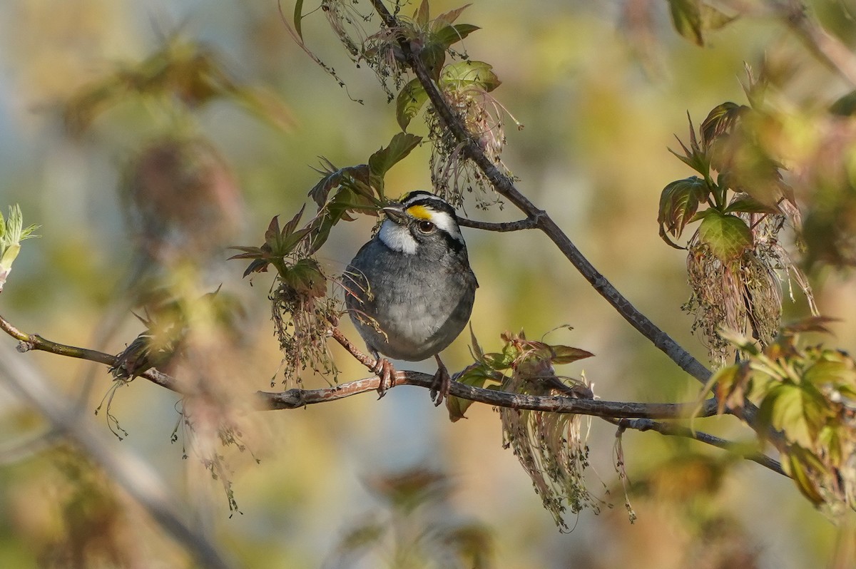 White-throated Sparrow - ML618781289
