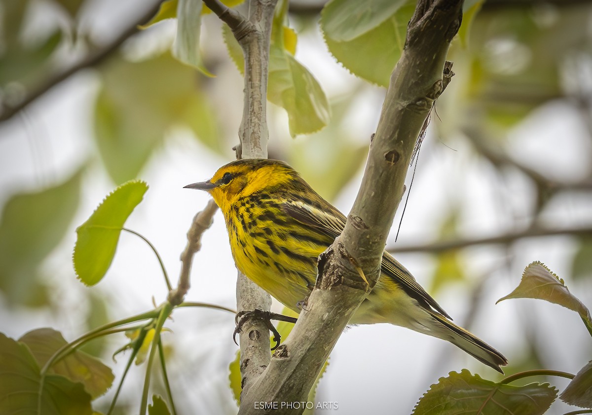 Cape May Warbler - P & S Demir