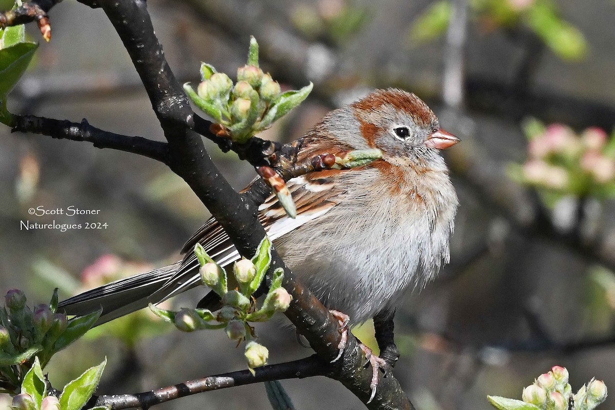 Field Sparrow - ML618781319