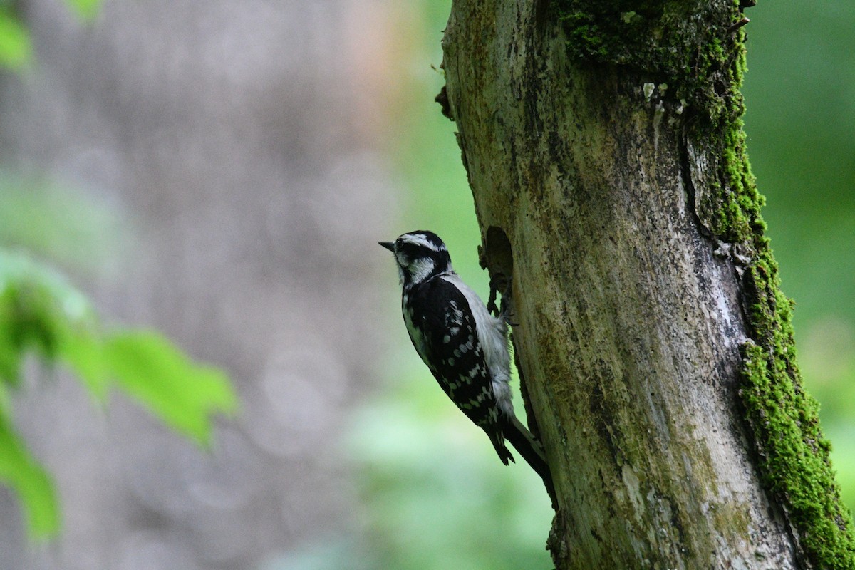 Downy Woodpecker - Kevin Roback