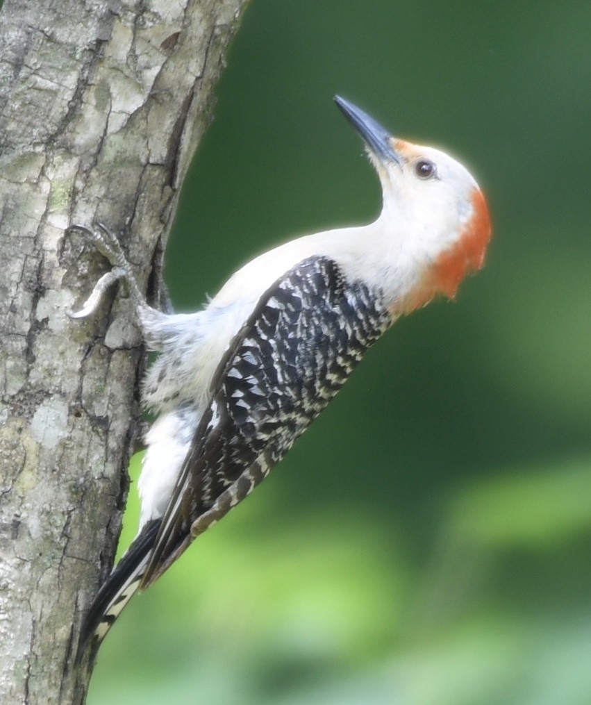 Red-bellied Woodpecker - Cyndy Hardaker