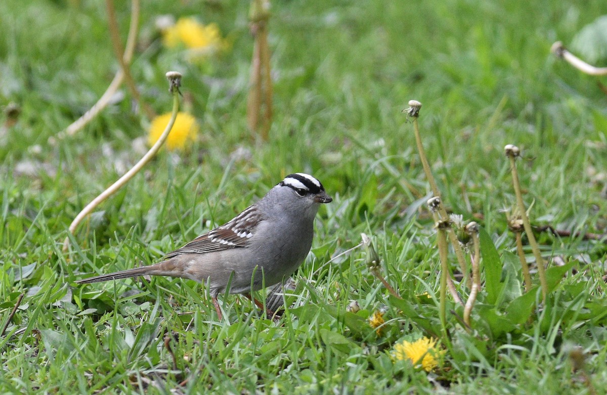 White-crowned Sparrow - ML618781375