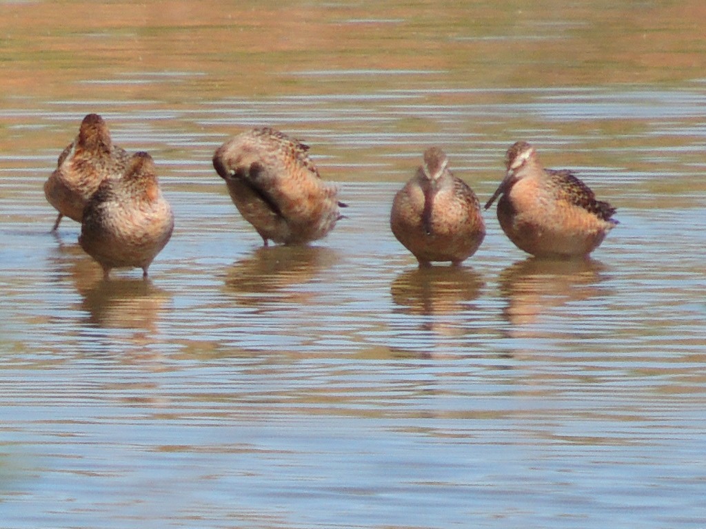 Long-billed Dowitcher - ML618781399