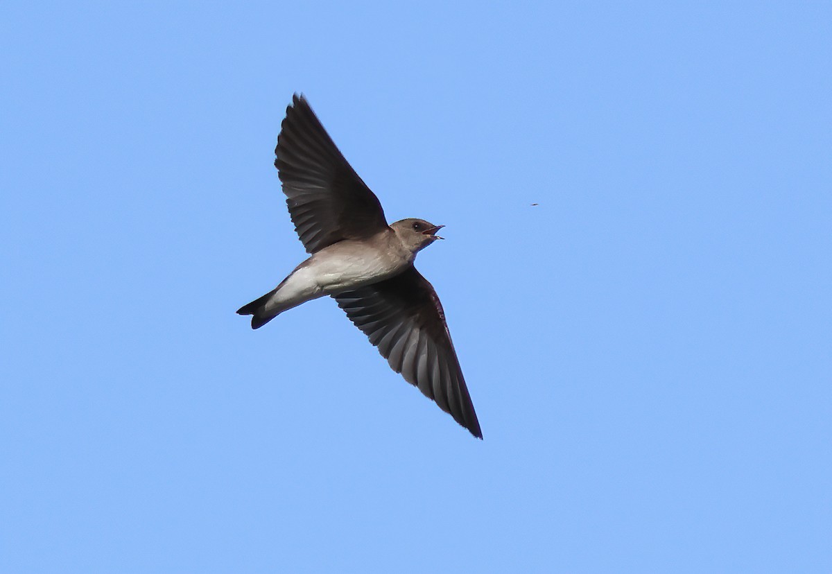 Northern Rough-winged Swallow - ML618781417