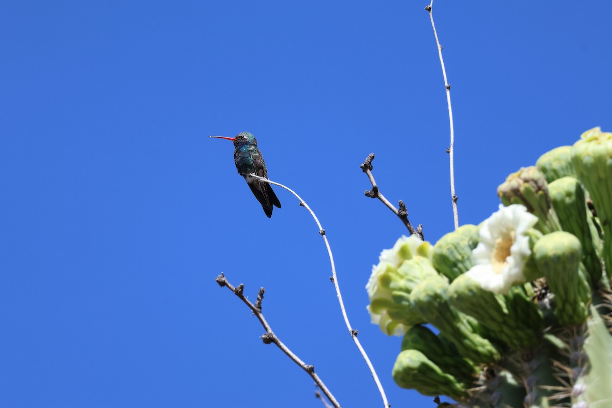 Broad-billed Hummingbird - Patrick Schmit