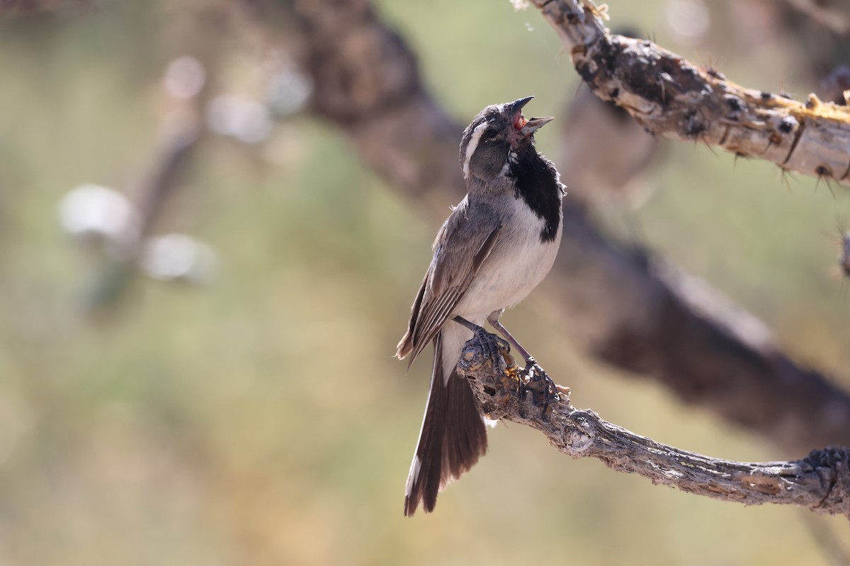 Black-throated Sparrow - Patrick Schmit
