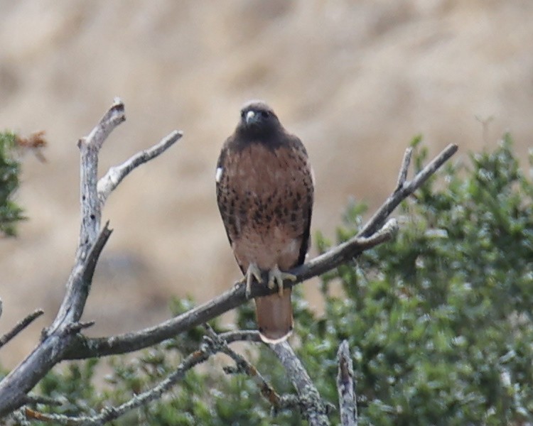 Red-tailed Hawk - ML618781456