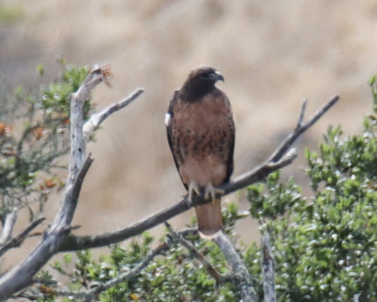 Red-tailed Hawk - ML618781457