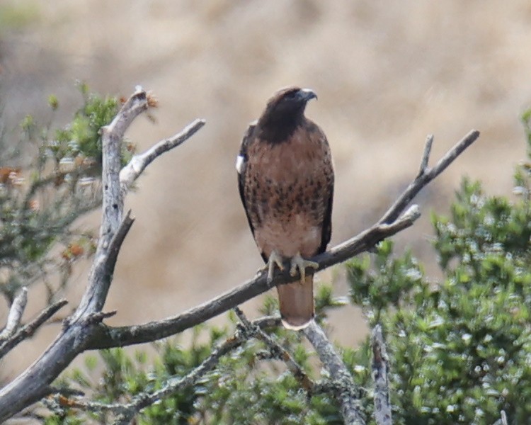 Red-tailed Hawk - ML618781458