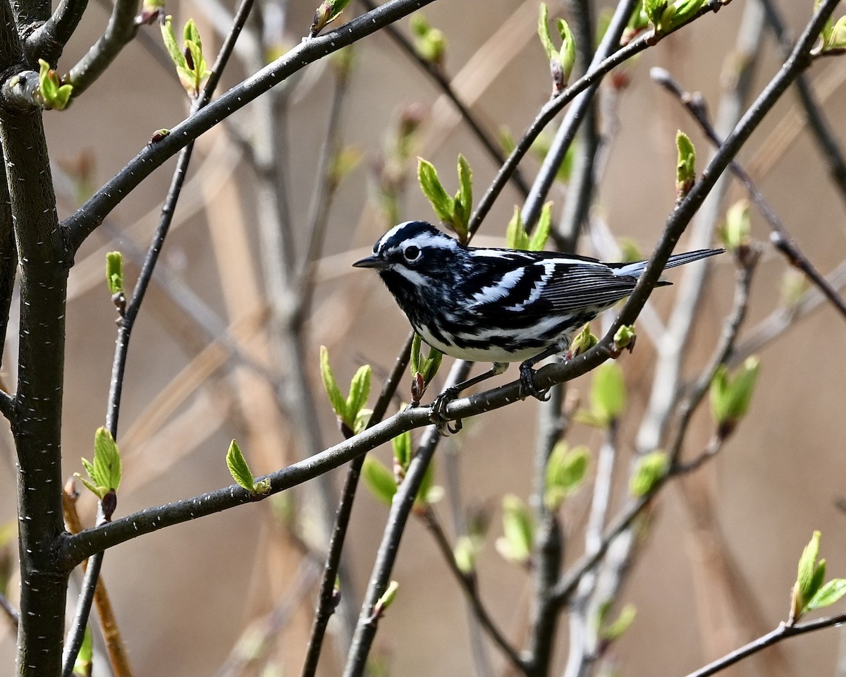 Black-and-white Warbler - ML618781568