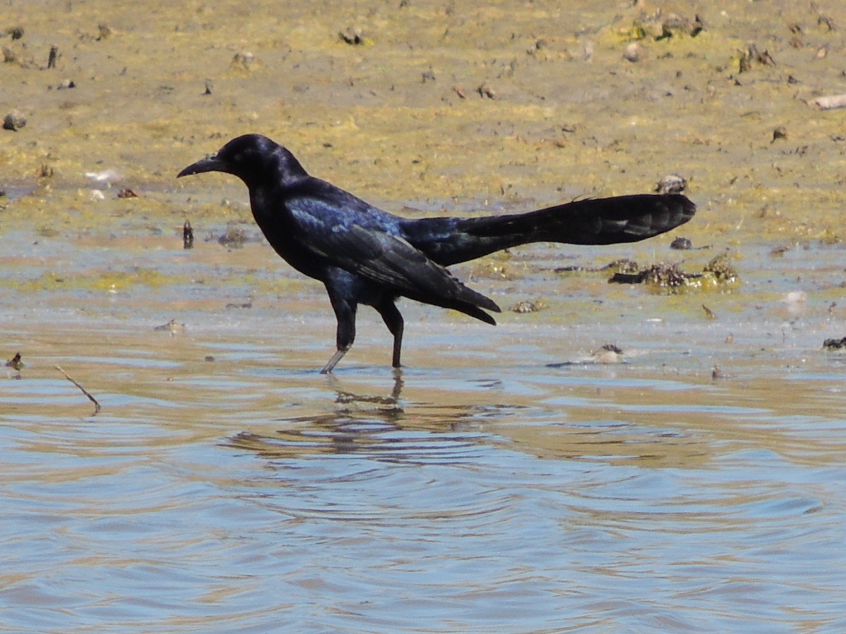 Great-tailed Grackle - ML618781574