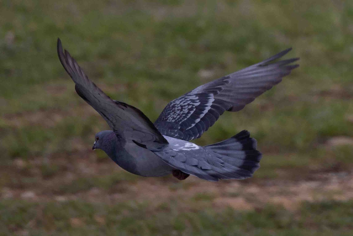 Rock Pigeon (Feral Pigeon) - Ann Van Sant