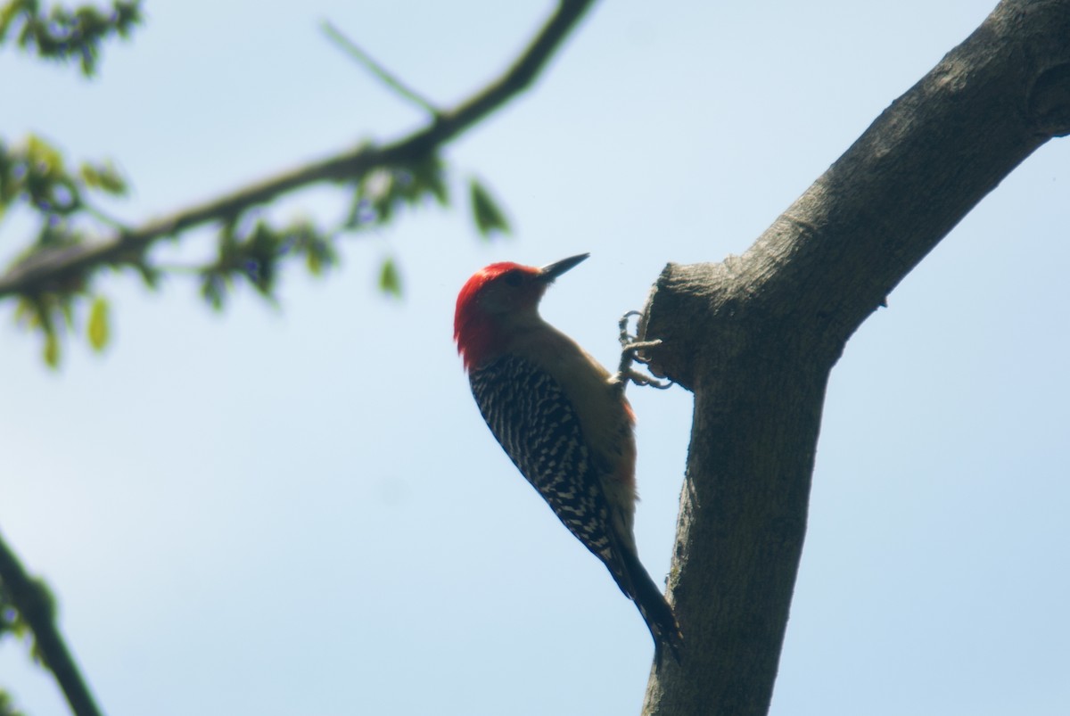 Red-bellied Woodpecker - ML618781588