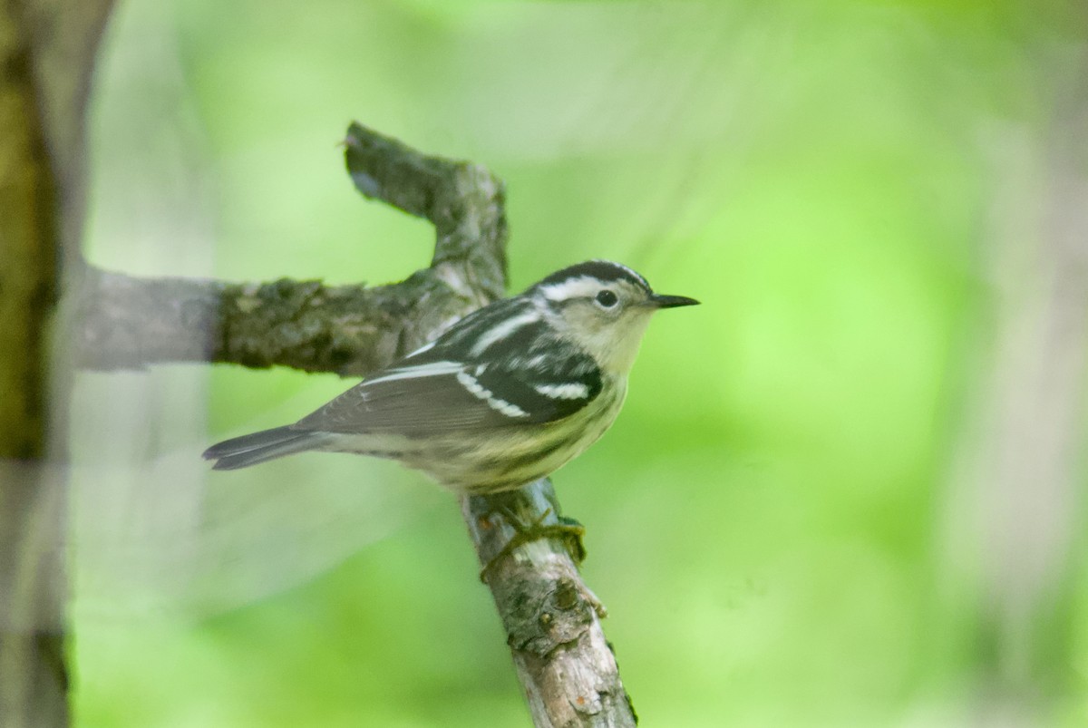 Black-and-white Warbler - ML618781592