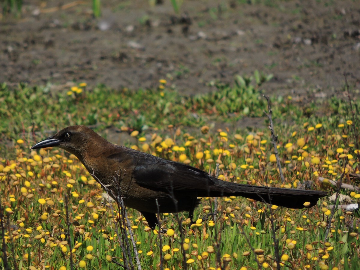 Great-tailed Grackle - ML618781600