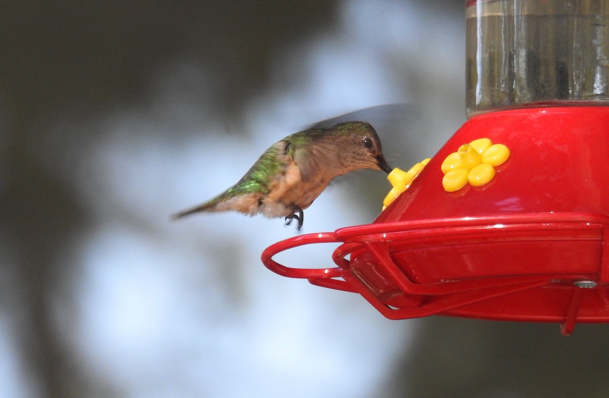 Calliope Hummingbird - ML618781640