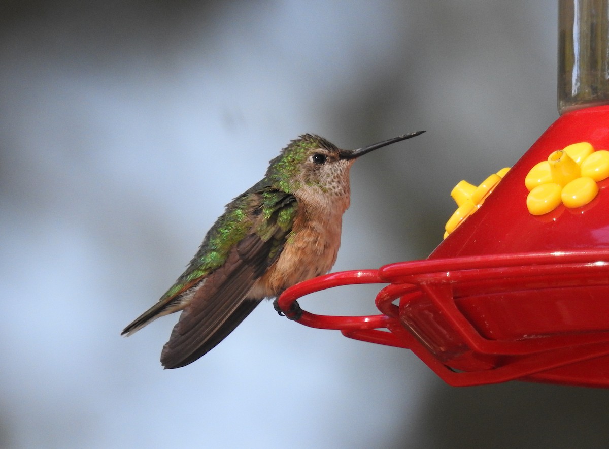 Calliope Hummingbird - Brian Nicholas