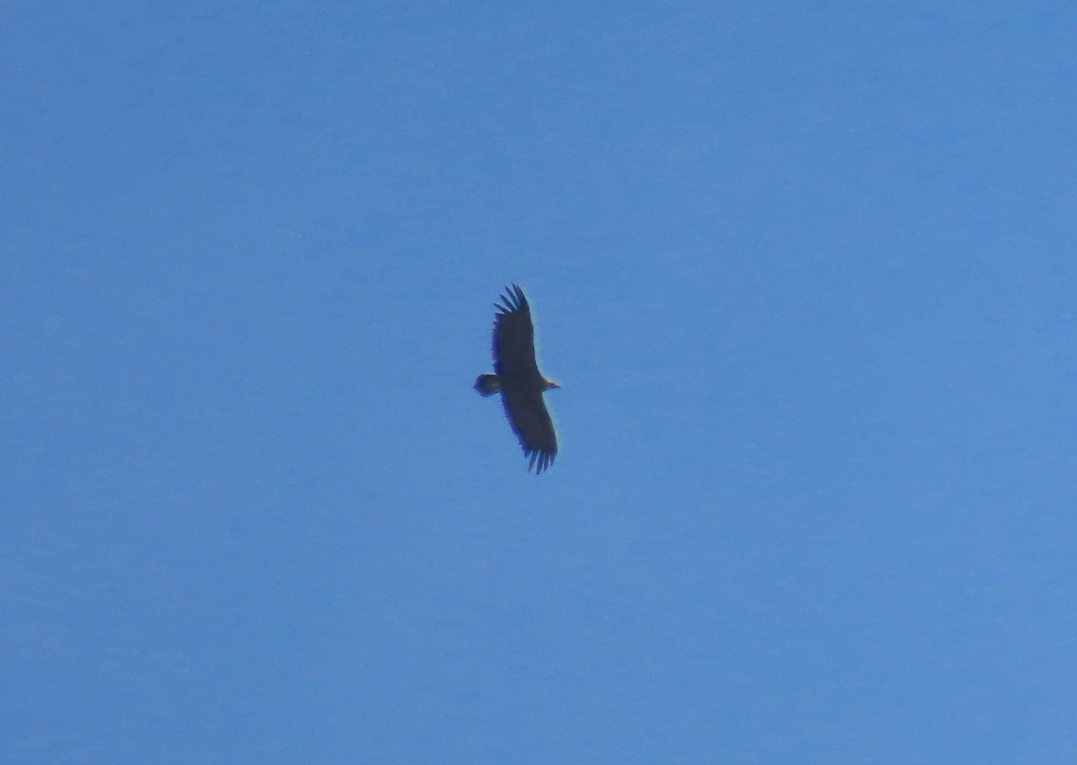Cinereous Vulture - ML618781678