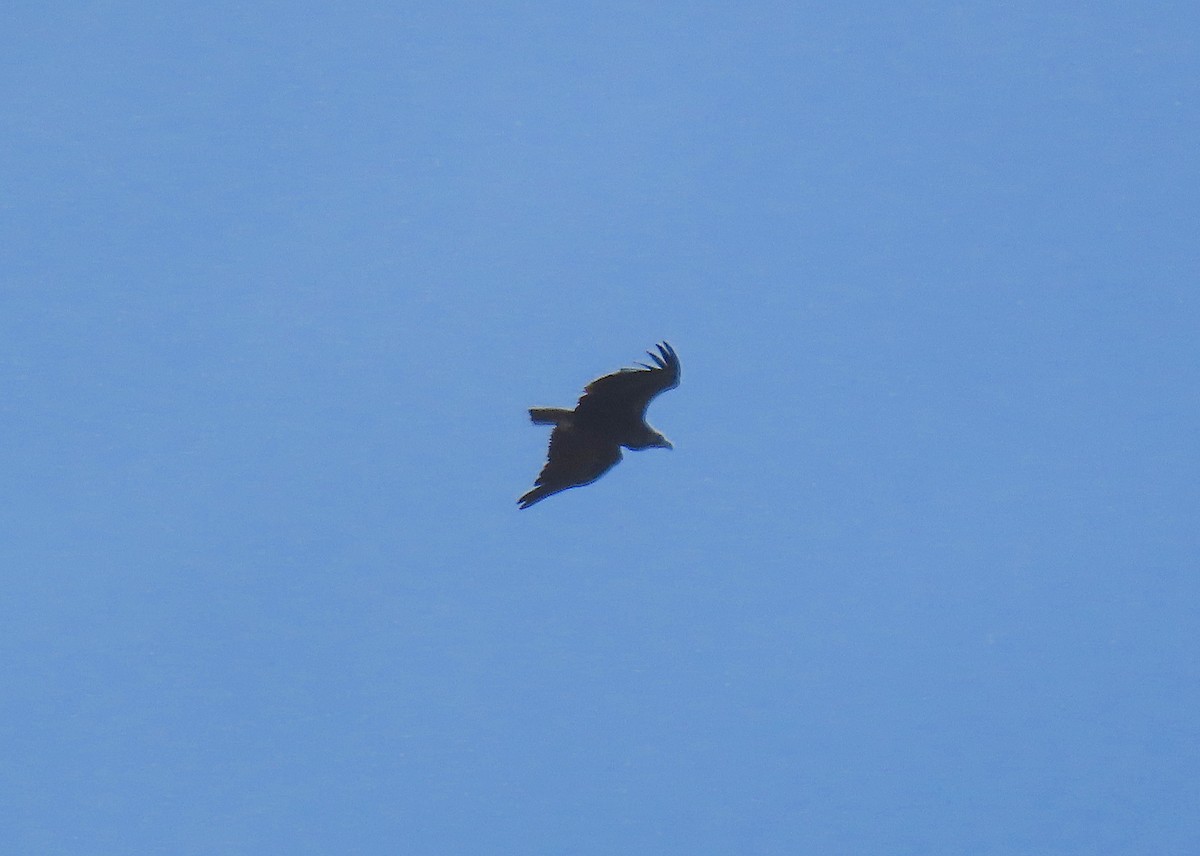 Cinereous Vulture - ML618781684