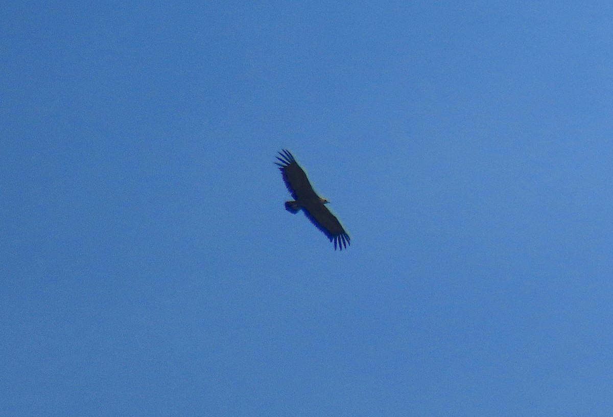 Cinereous Vulture - ML618781686