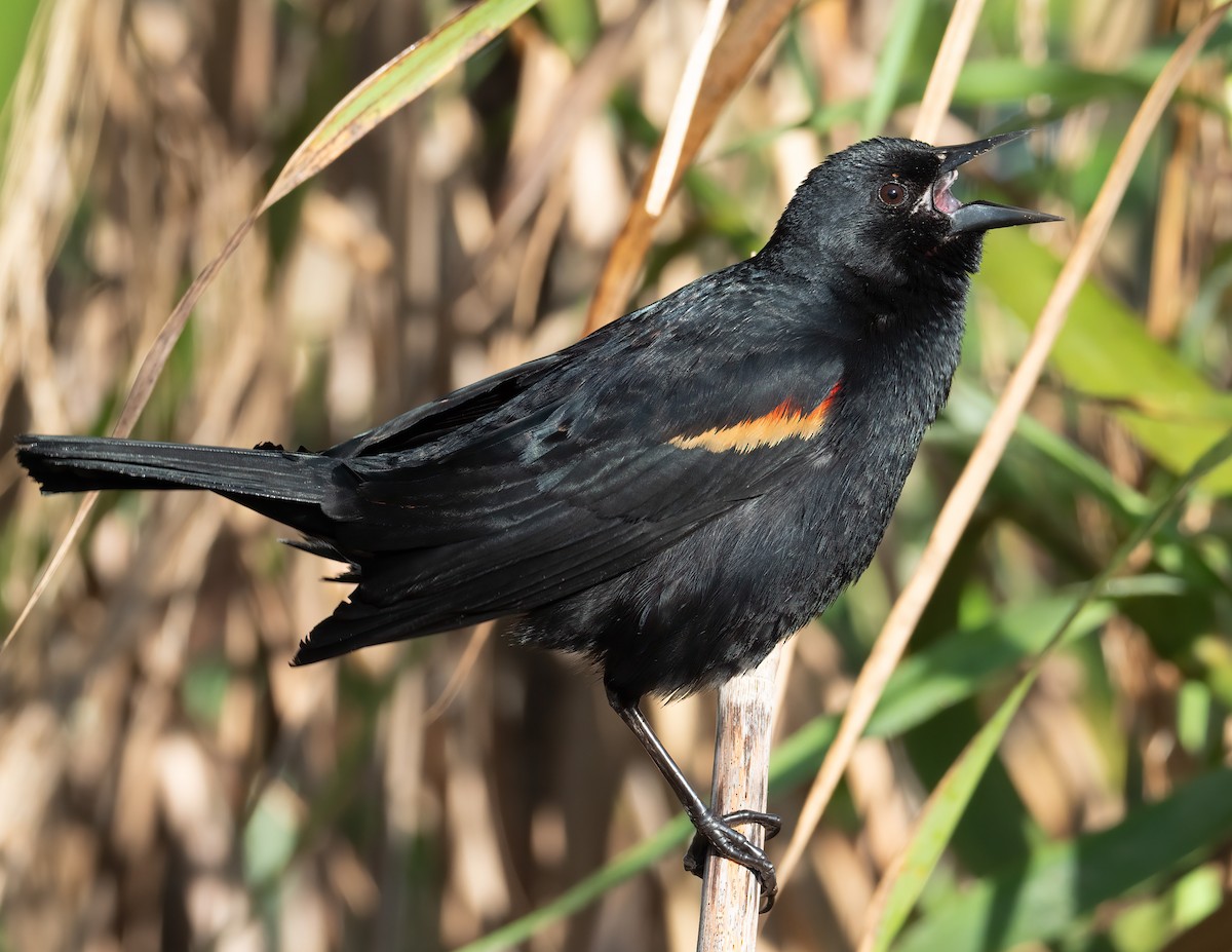Red-winged Blackbird - ML618781696