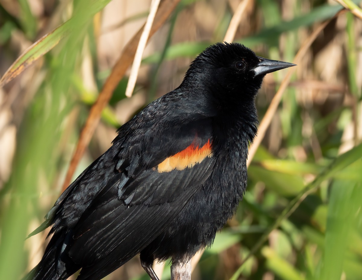 Red-winged Blackbird - Jan Allen
