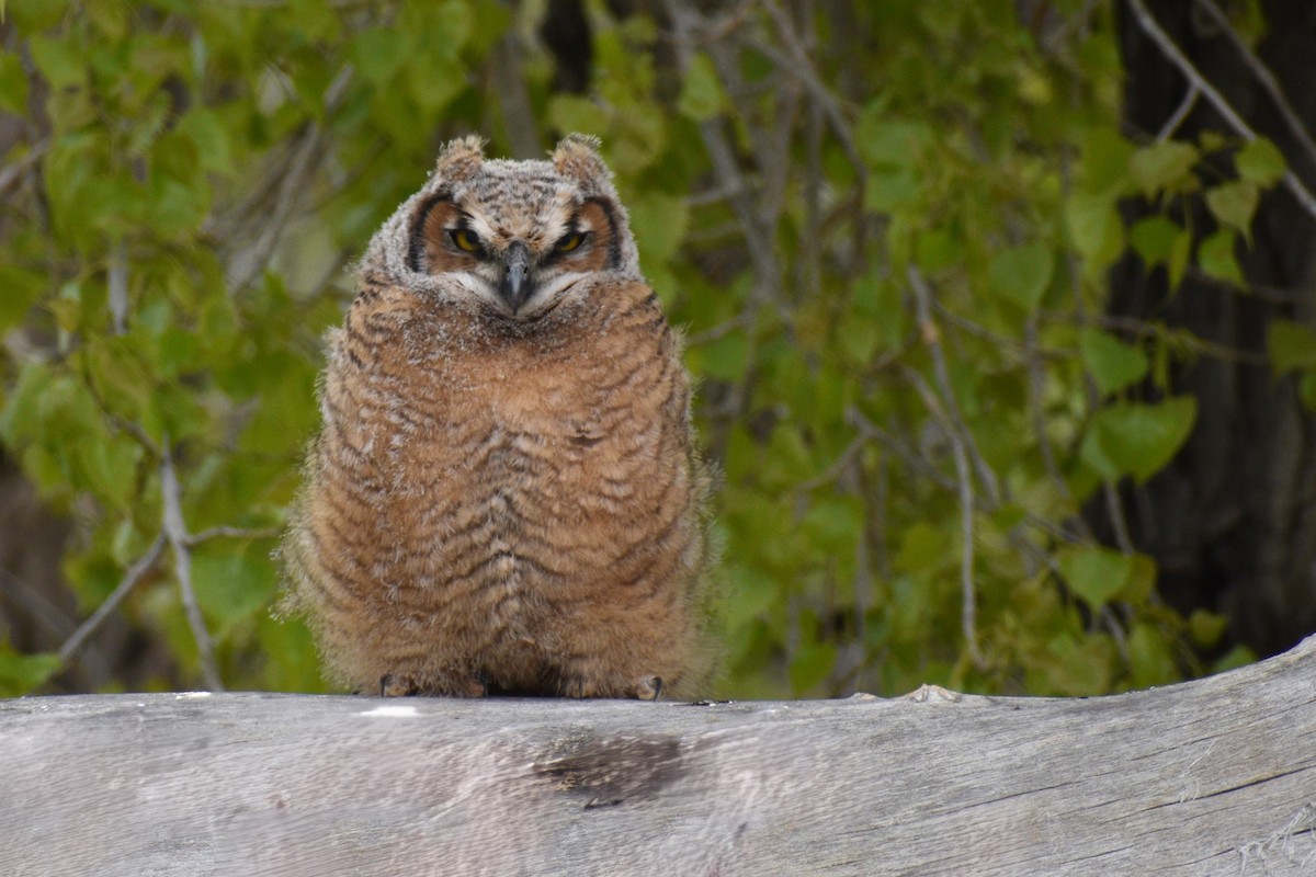 Great Horned Owl - Cate de la Garza Millard