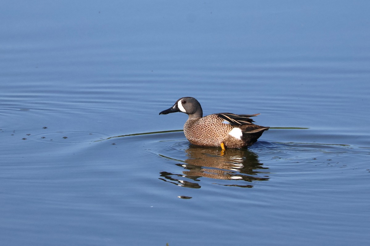Blue-winged Teal - Tricia Vesely