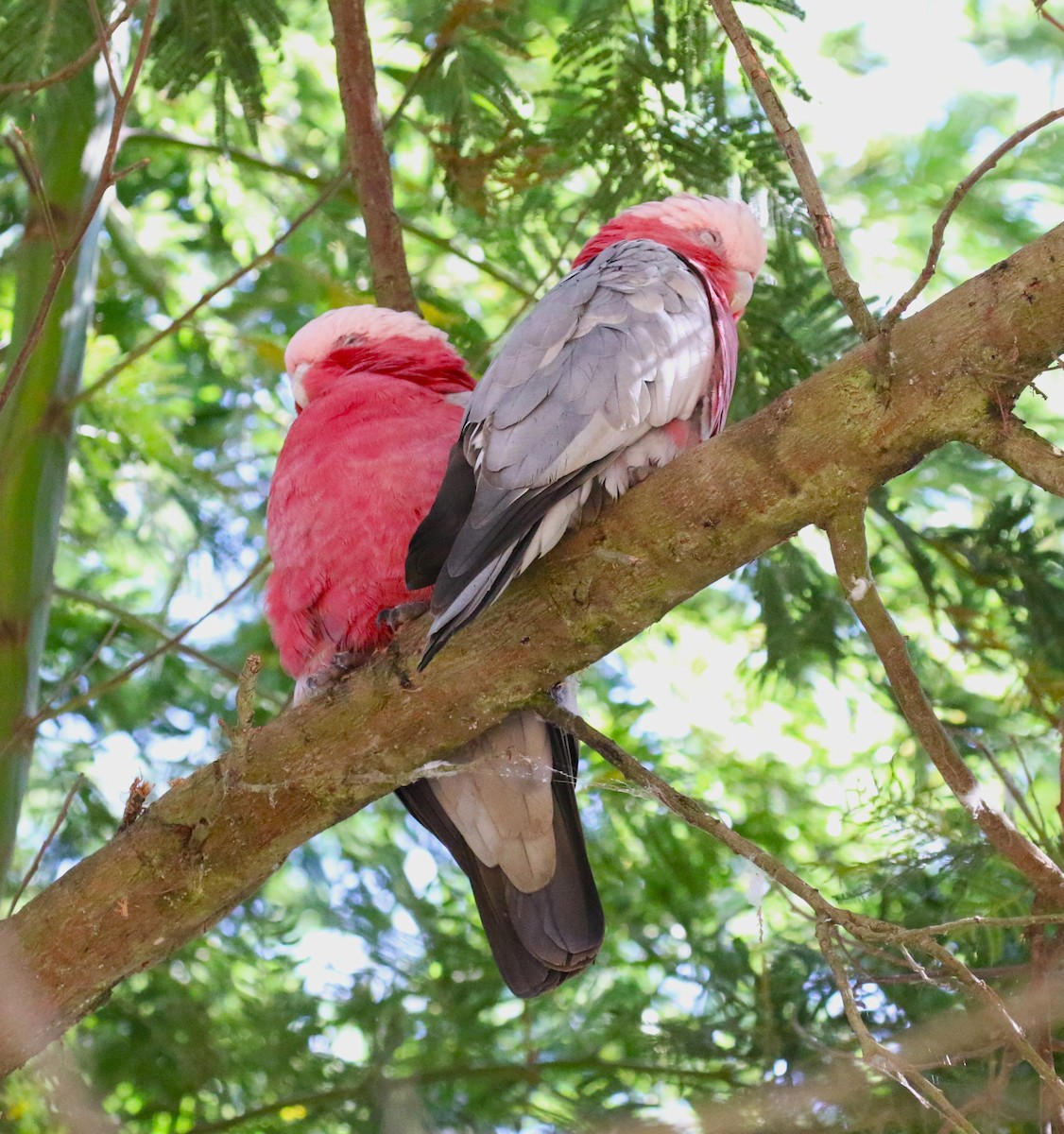 kakadu růžový - ML618781708