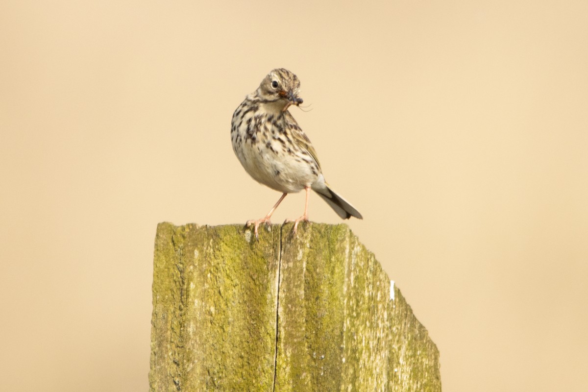 Meadow Pipit - ML618781737