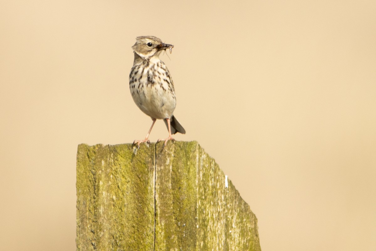 Meadow Pipit - ML618781738